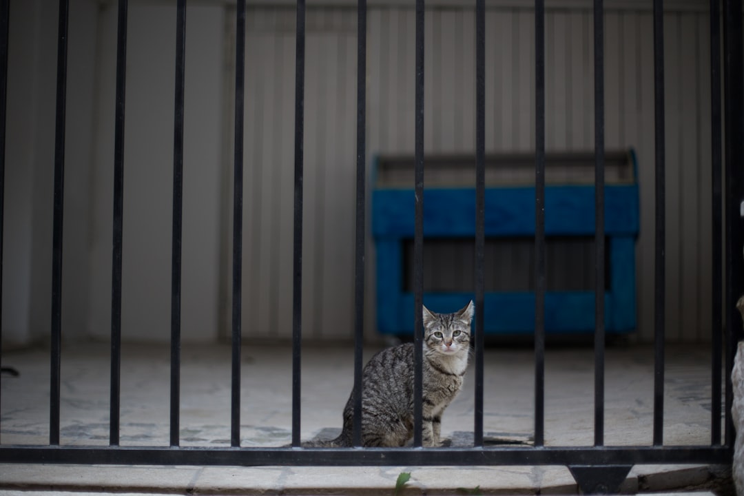 A cat available for adoption at the San Jose Animal Care Center