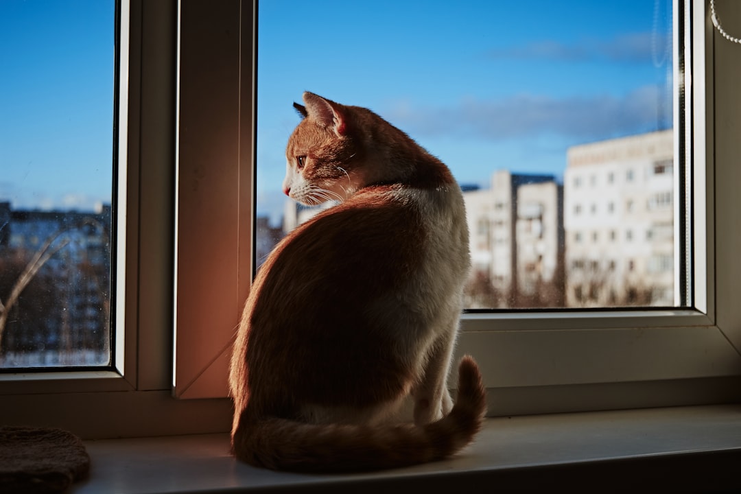A newly adopted cat exploring a San Jose apartment