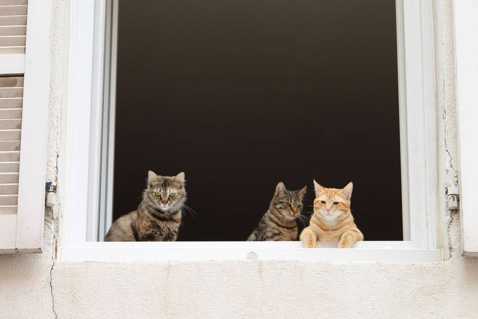 A newly adopted cat in its new Santa Barbara home