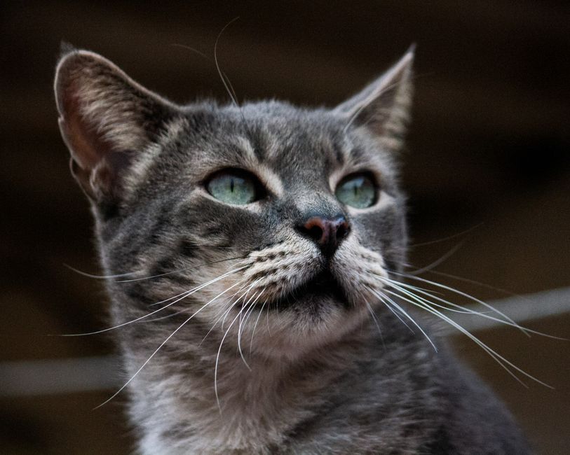 A senior cat with a waived adoption fee at Santa Barbara Humane