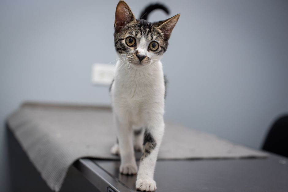 A cat available for adoption through Santa Clara County Animal Services
