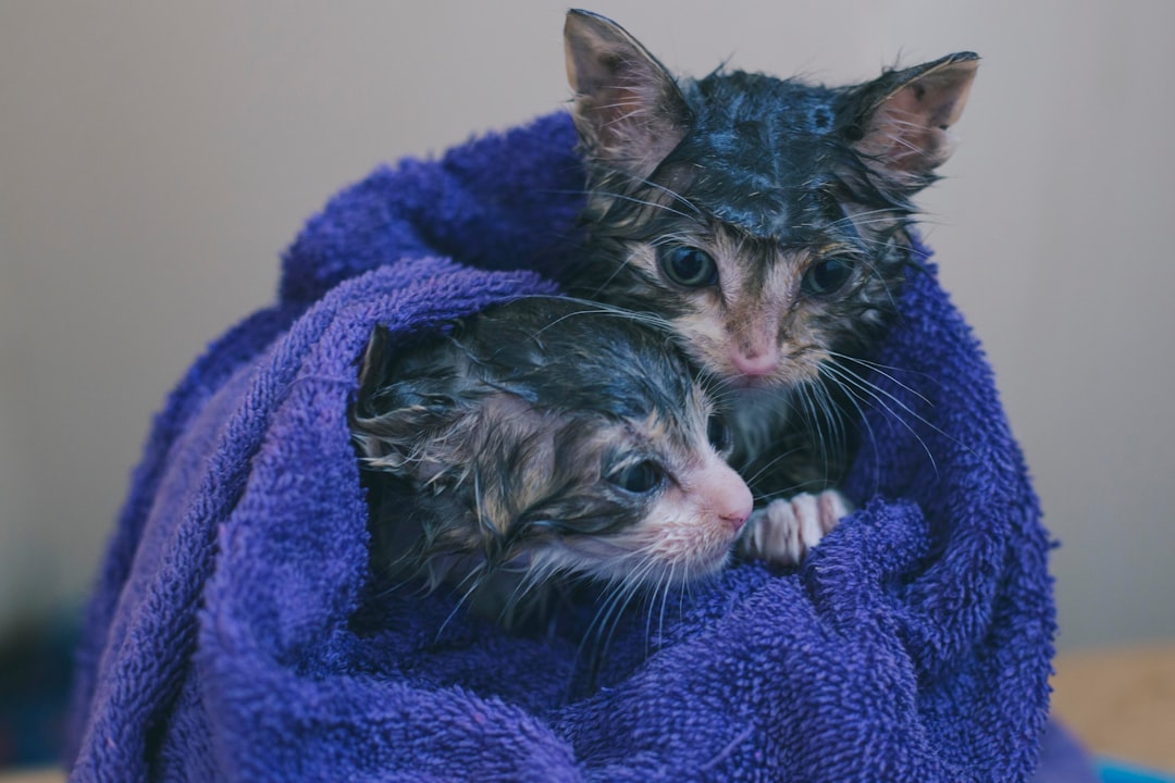 Kitten available for adoption through Santa Cruz SPCA
