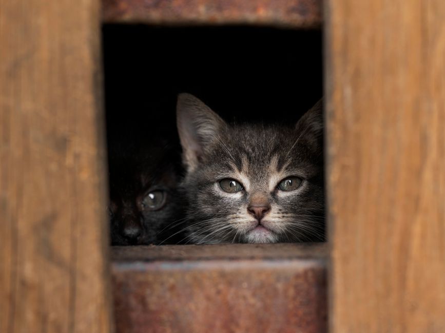 A kitten available for adoption at a Santa Rosa area shelter