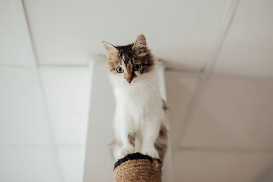 A scratching post with catnip to encourage natural scratching behavior