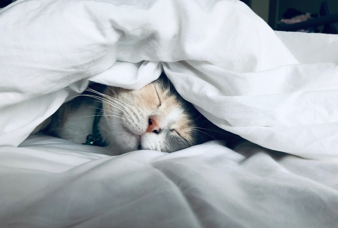 Senior cats often have calm, predictable personalities already fully formed