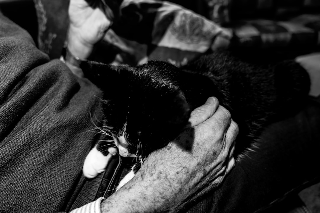 A senior cat bonding with its adopter