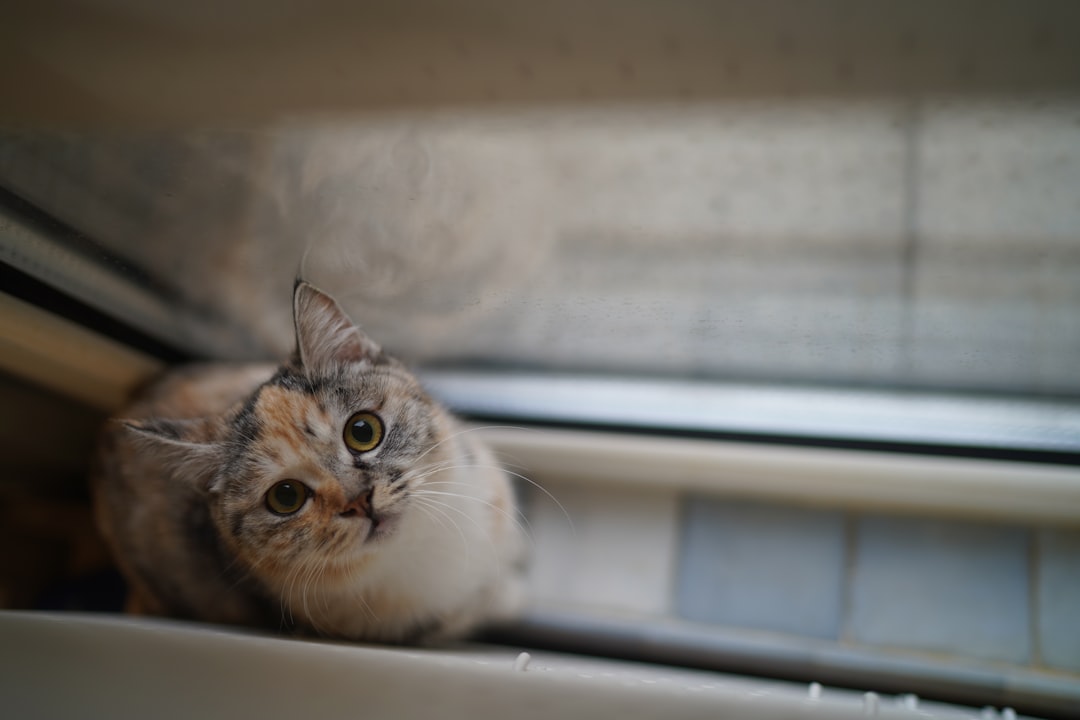Senior cats tend to be lower-maintenance companions than kittens