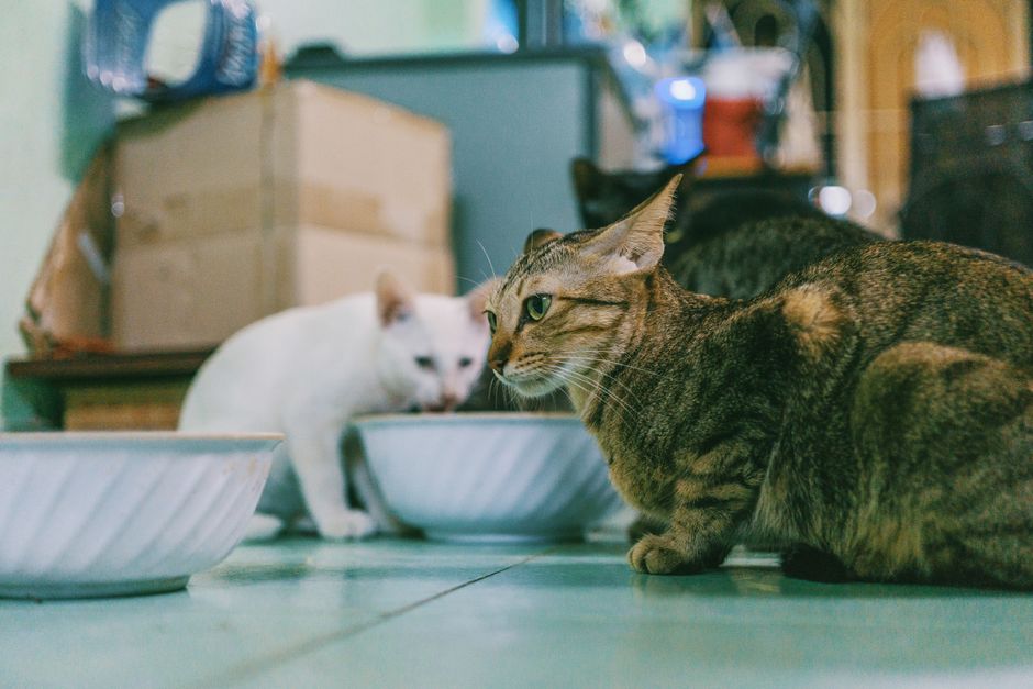 Senior-formula food supports an aging cat's changing nutritional needs