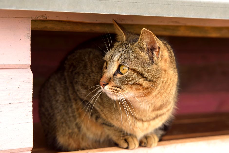 A cat available for adoption through Sequoia Humane Society