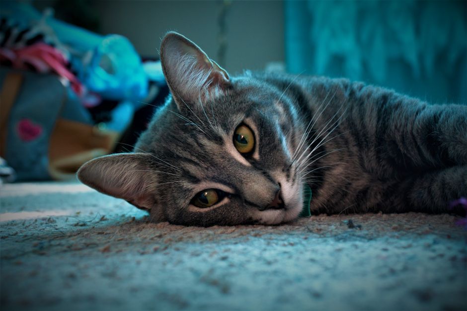 A cat fully settled and confident in its new home