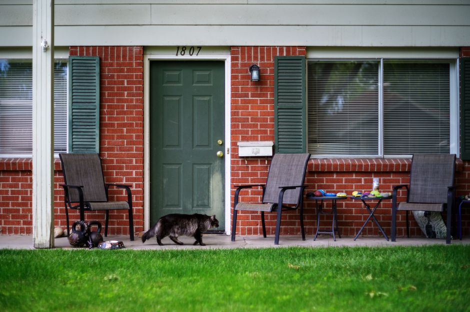 Settled, well-managed community cats at a business property