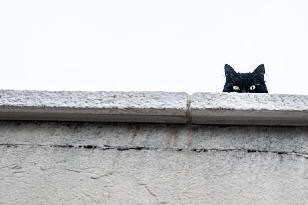 A cat available for adoption through Shasta County Animal Regulation