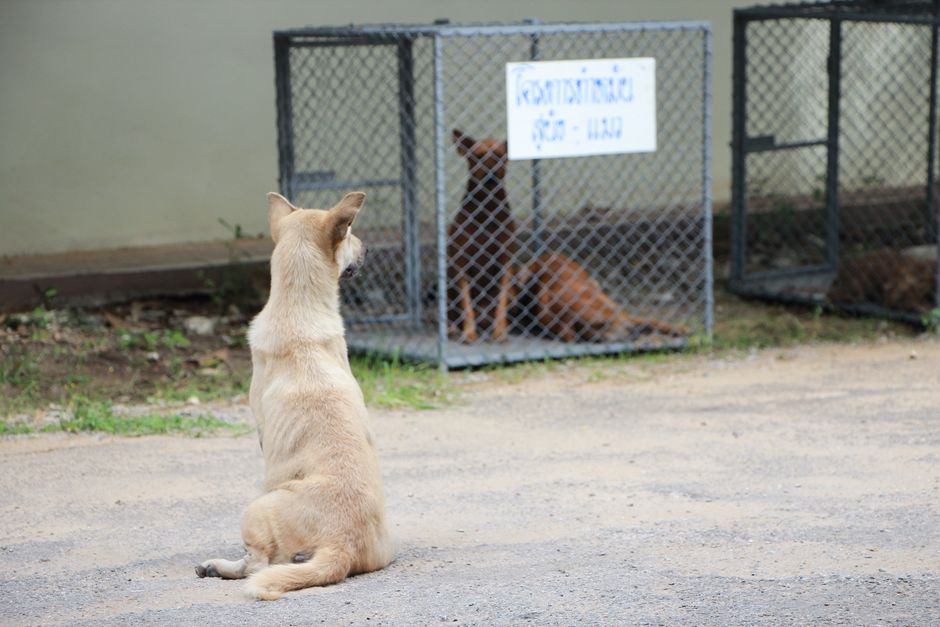 Shelter staff offering guidance on choosing between two adoptable cats
