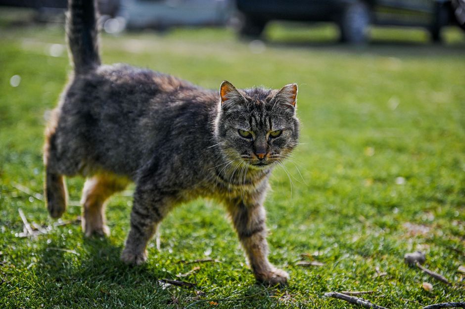 A shy cat gradually gaining confidence and approaching its owner
