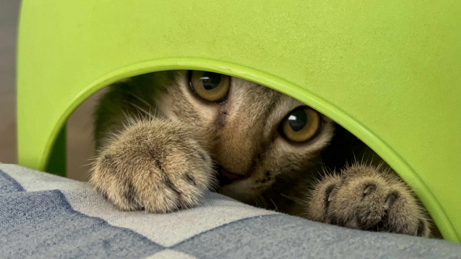 A quiet safe room set up for a shy cat to adjust gradually