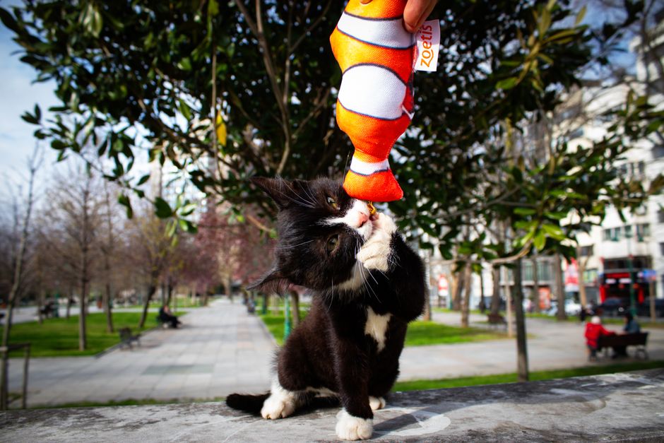 Interactive play helping a shy cat come out of its shell