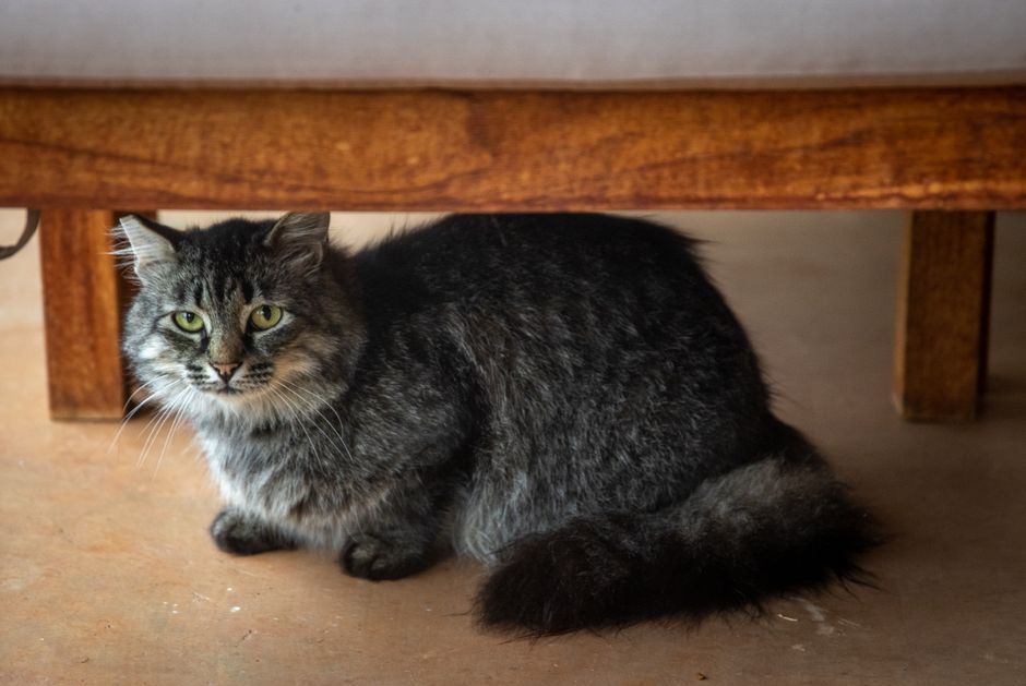 How to Help a Shy Shelter Cat Come Out of Its Shell