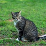 A concerned caretaker checking on a sick or injured community cat