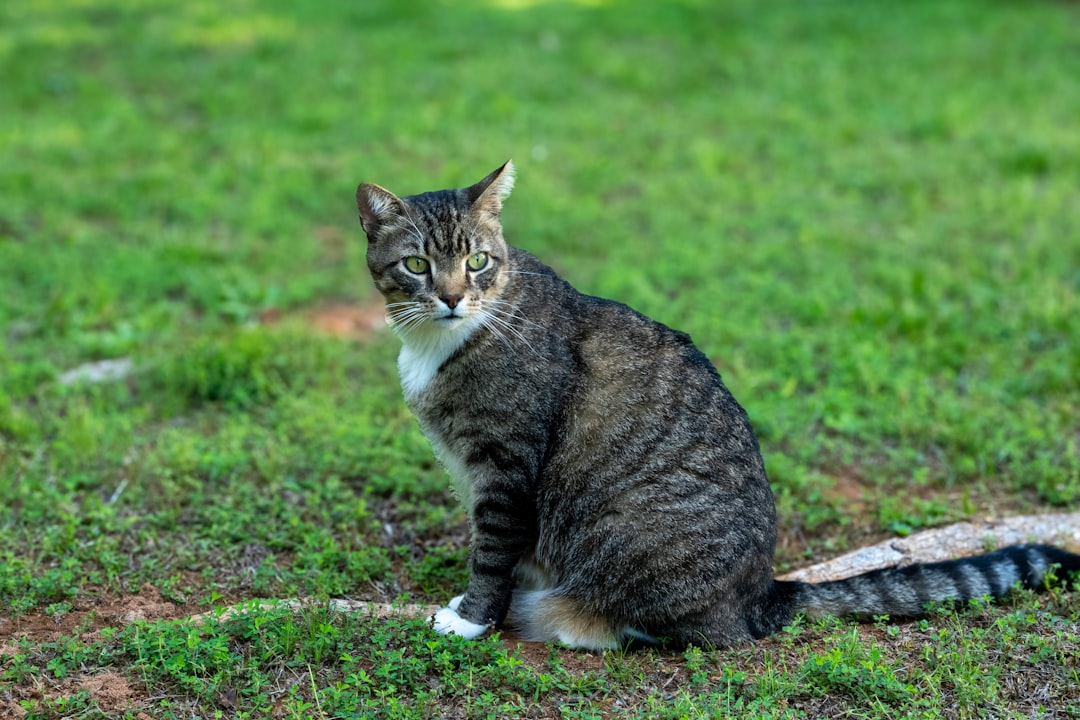 What to Do If a Community Cat Is Injured or Sick
