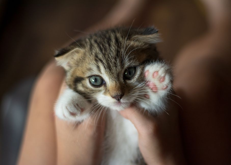 How to Socialize a Feral Kitten