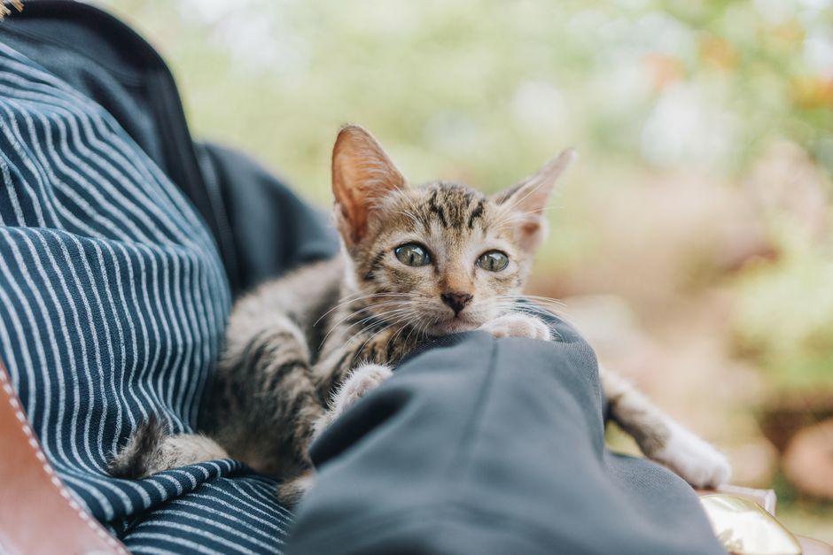 A formerly feral kitten now socialized and content