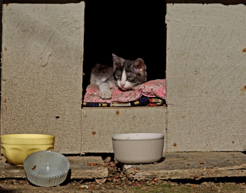 A cat available for adoption through Solano County Animal Care Services