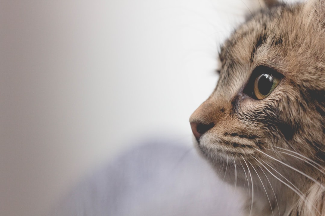 A cat receiving spay/neuter services at a Central Valley clinic