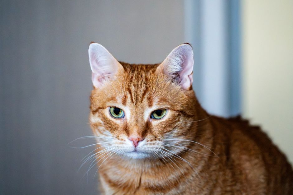 A cat available for adoption through SPCA Monterey County
