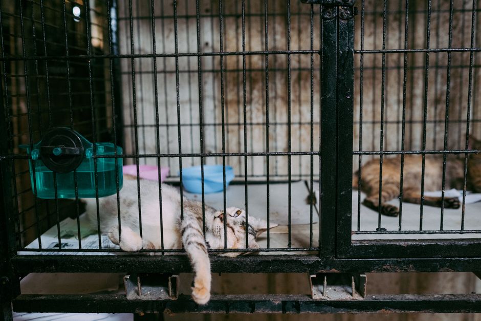 A cat available for adoption through the SPCA of Solano County