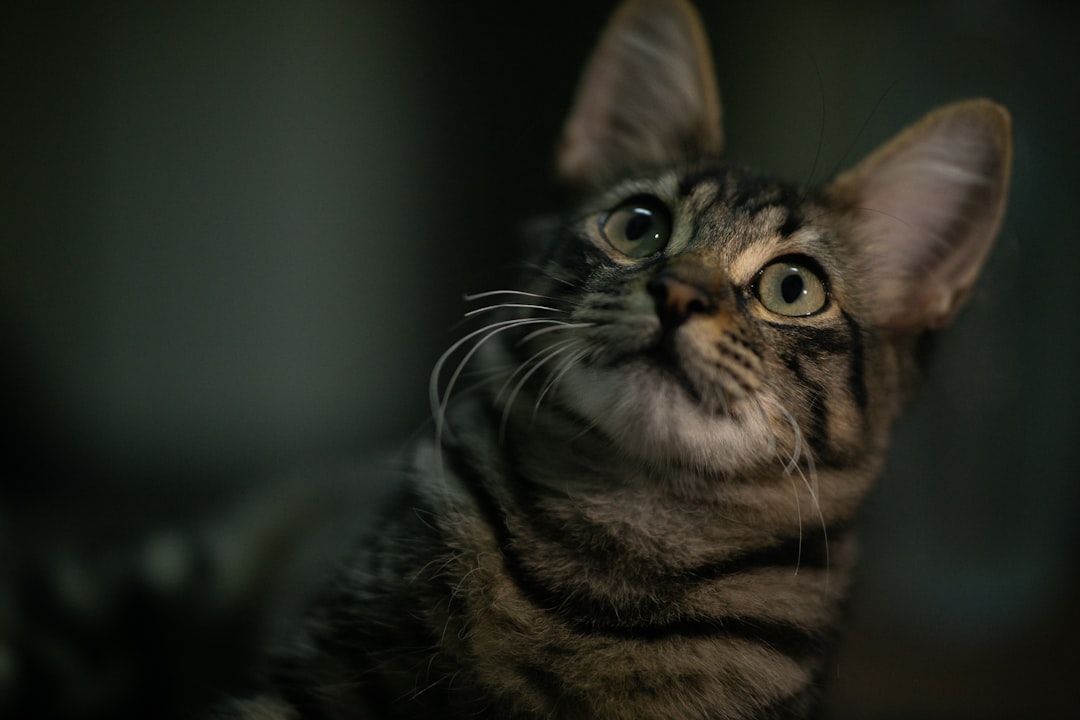 Sponsor a Shelter Cat: How It Works