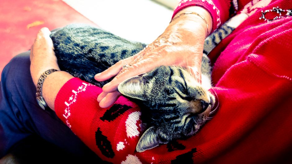 A senior cat receiving long-term care funded by sponsorship