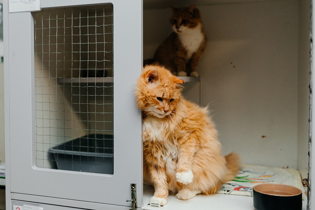 A cat waiting for adoption at a municipal animal shelter