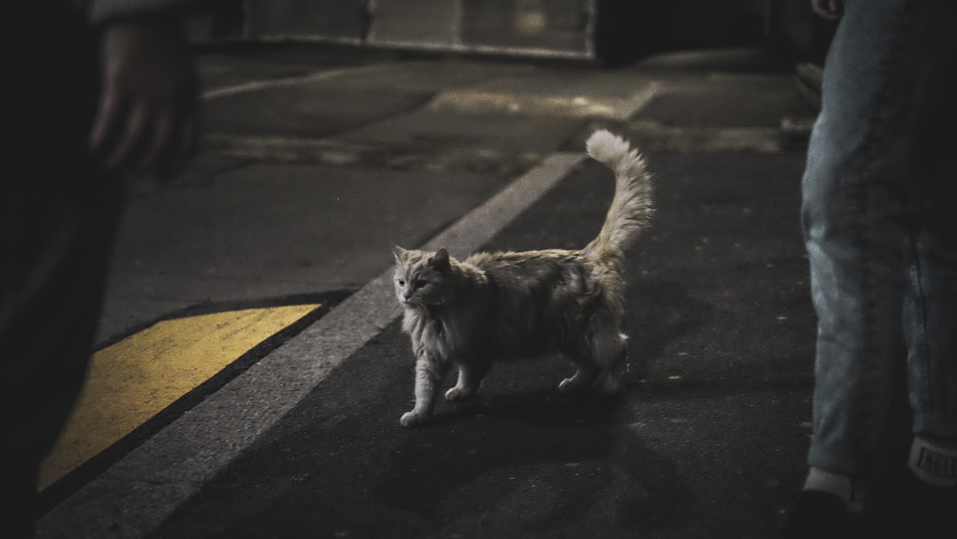 A socialized stray cat approaching a person for attention