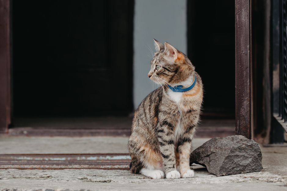A cat wearing a collar, a sign it may be someone's lost pet rather than feral