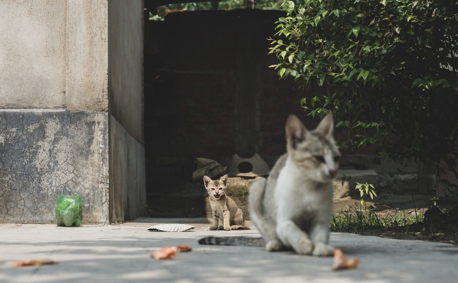 A tame adult cat helping a feral kitten learn to trust people