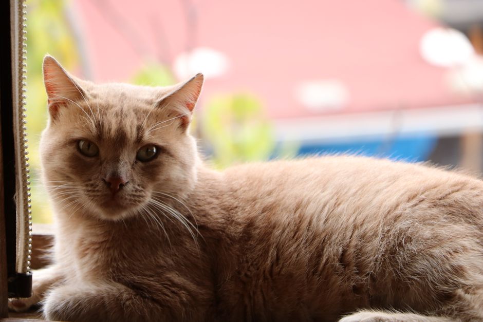 A cat receiving spay/neuter surgery and FeLV testing before adoption