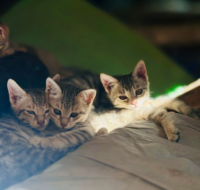 A family adopting a cat together in the Temecula Valley