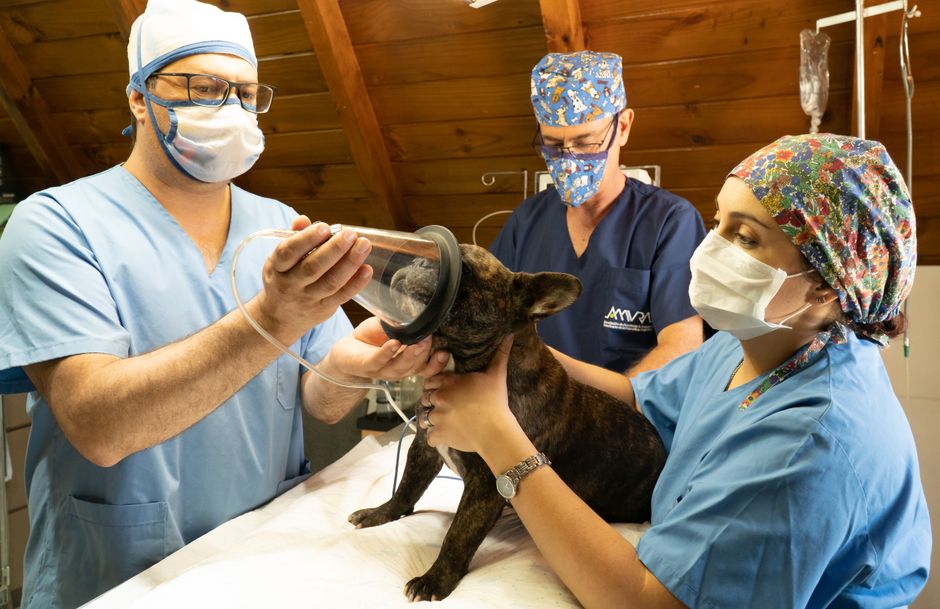How Much Does TNR Cost — And How to Fund It