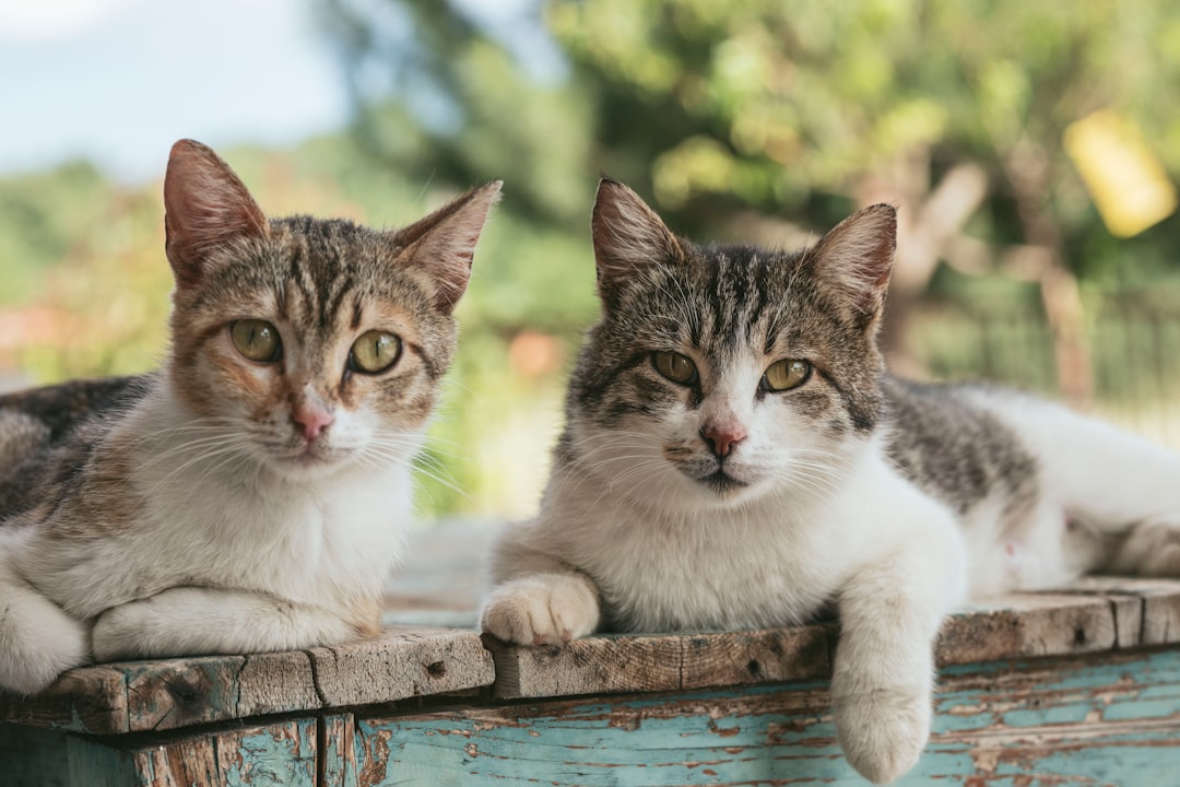 An ear-tipped community cat, a sign it has been spayed or neutered through a TNR program