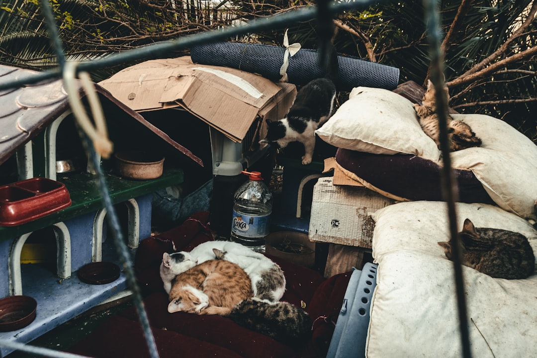 A volunteer feeding a community cat colony as part of responsible TNR care
