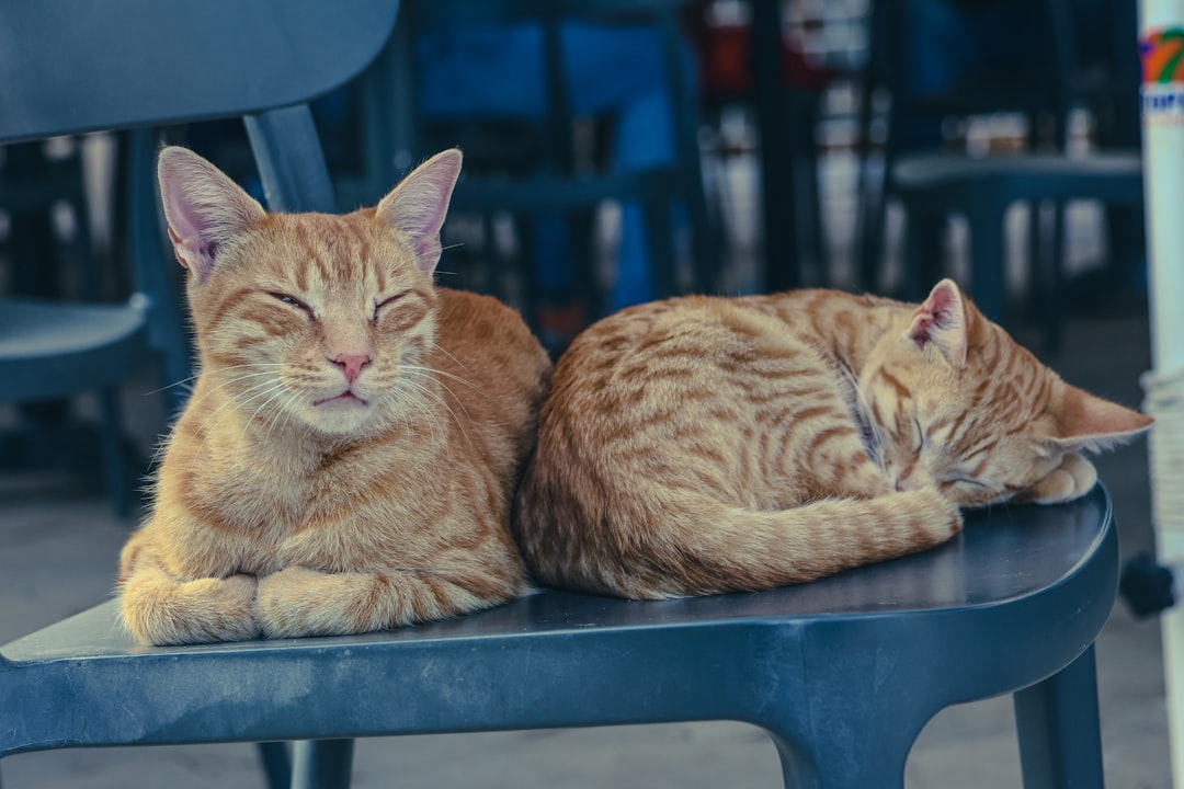 TNR Myths Debunked: What the Evidence Actually Shows