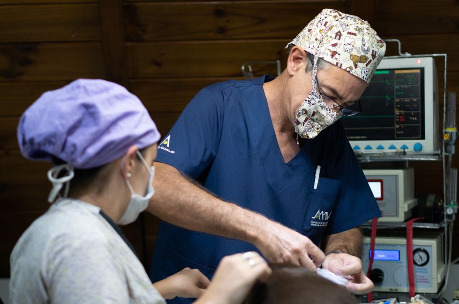 A trapped community cat receiving spay/neuter surgery at a TNR clinic