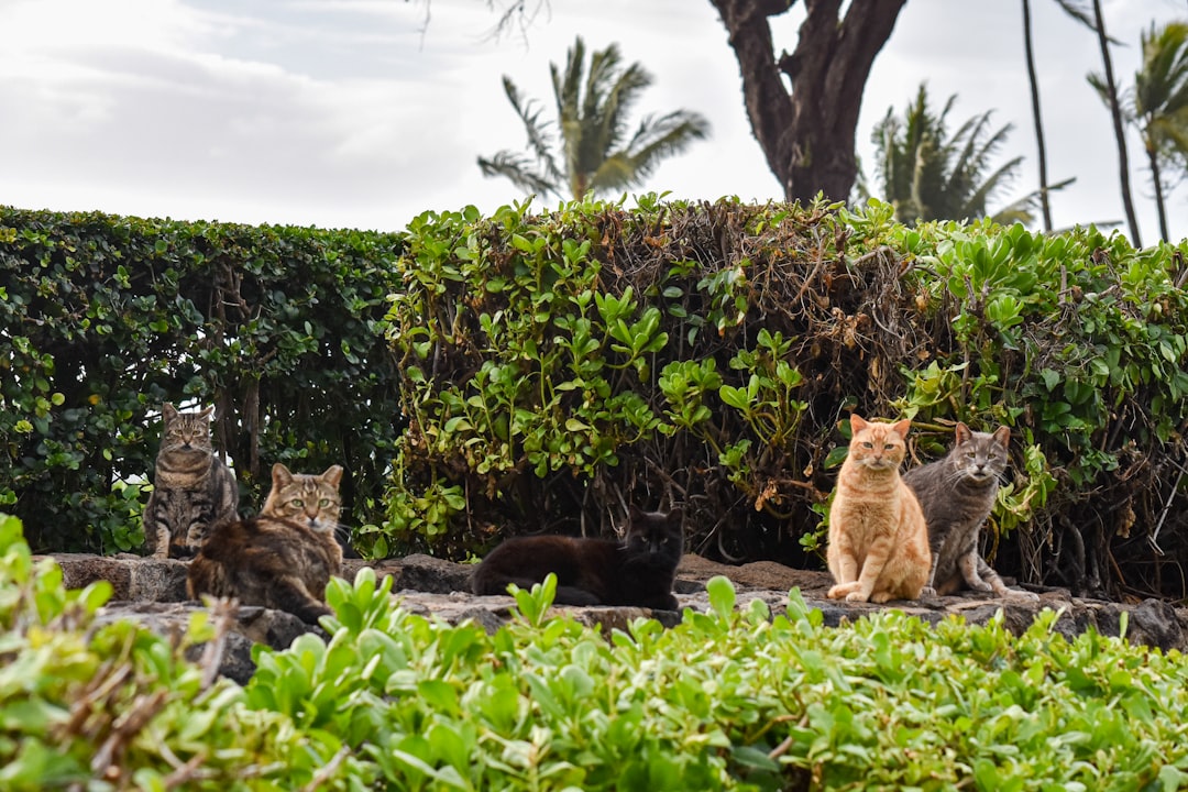 A stable community cat colony population maintained through TNR over time