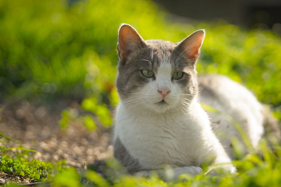 TNR vs. TNVR: What’s the Difference?