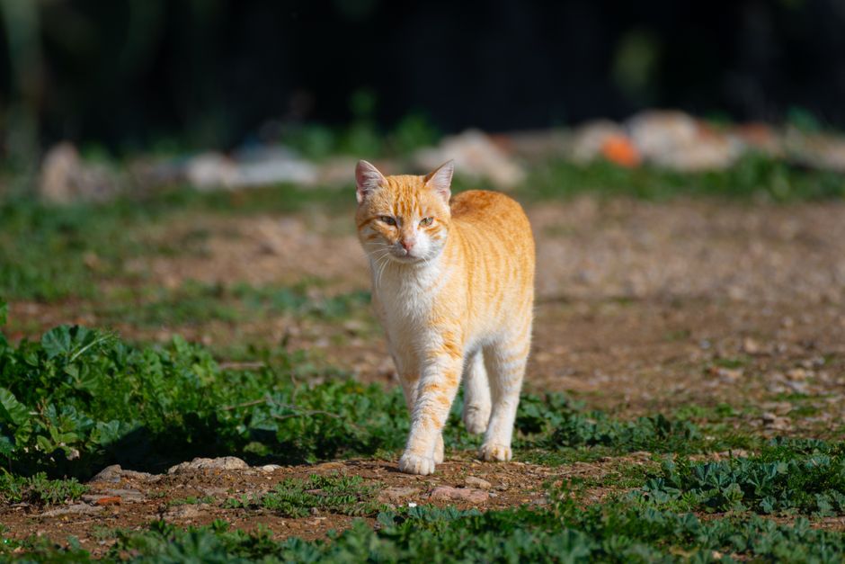 A cat released back to its territory after TNVR recovery