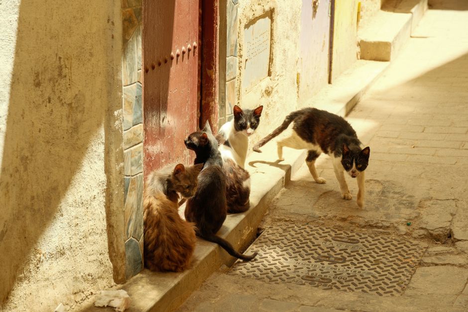 A healthy, vaccinated community cat colony managed through TNVR