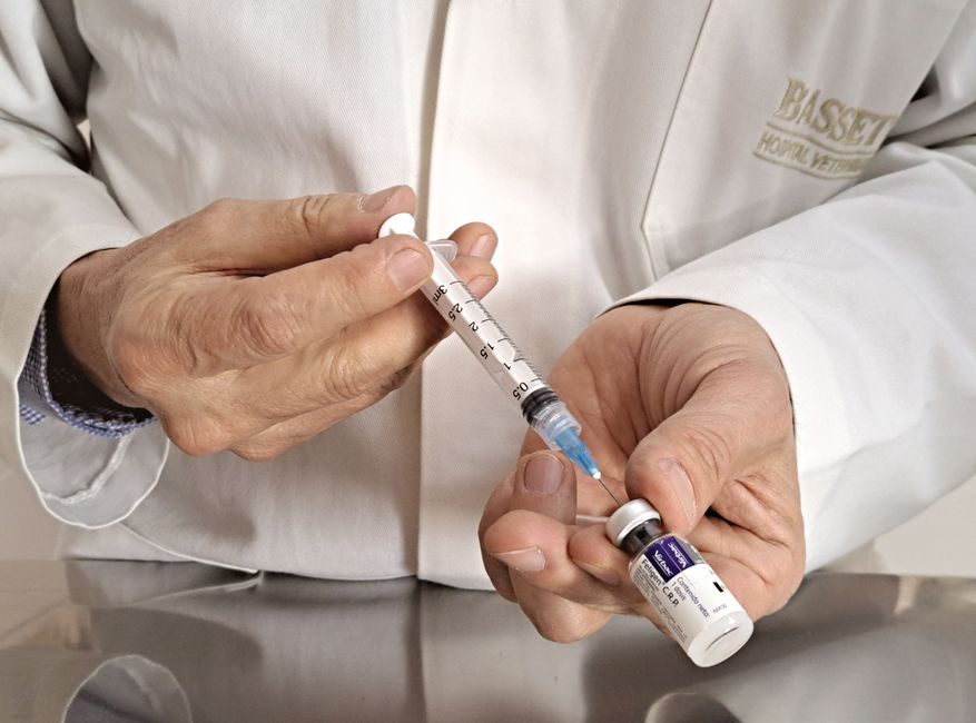 A veterinarian administering a vaccine during a TNVR surgery