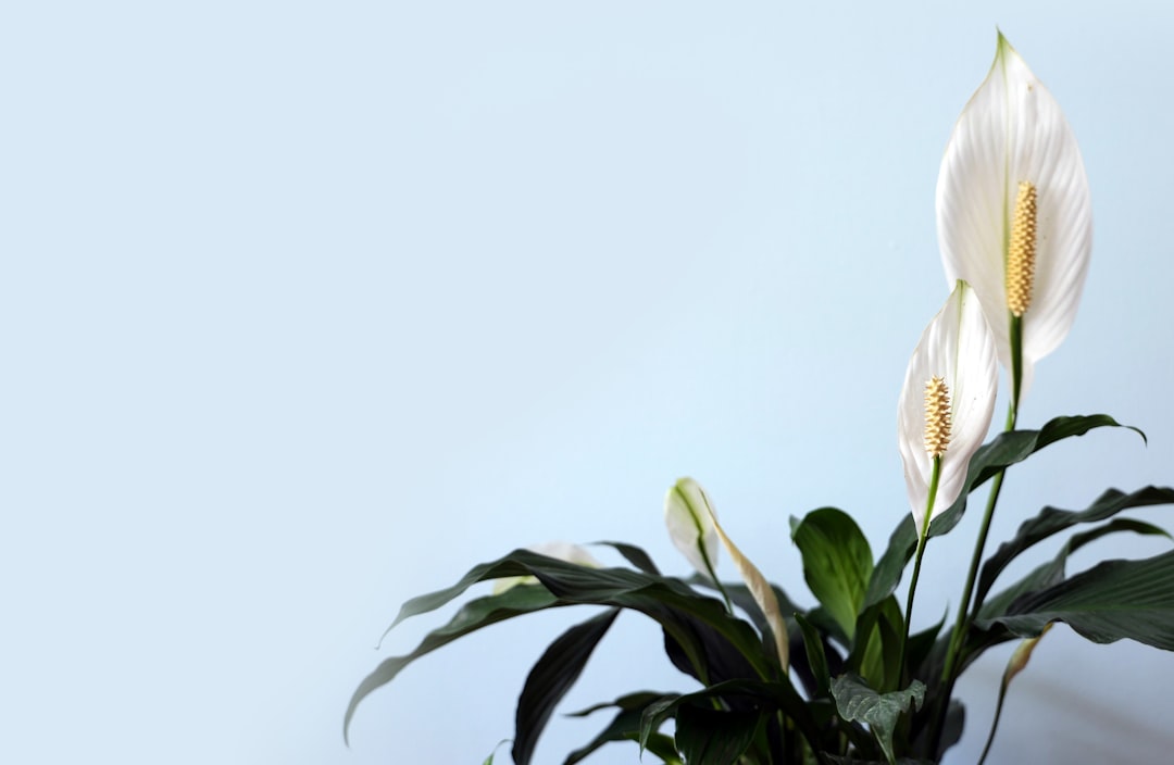 Lilies and similar houseplants are highly toxic to cats and should be removed before adoption