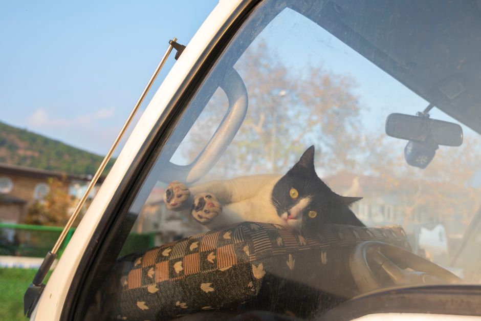 Traveling With a Cat: What to Know Before a Trip