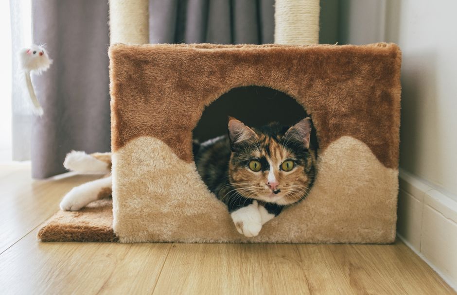 A cat available for adoption at the Tri-City Animal Shelter in Fremont